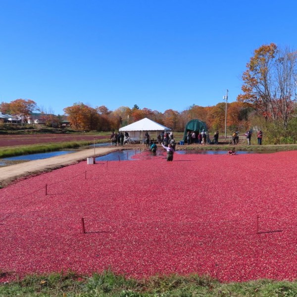 Muskoka cranberry farm