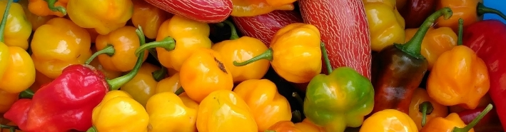 New Products from Bluewater Pepper Farm